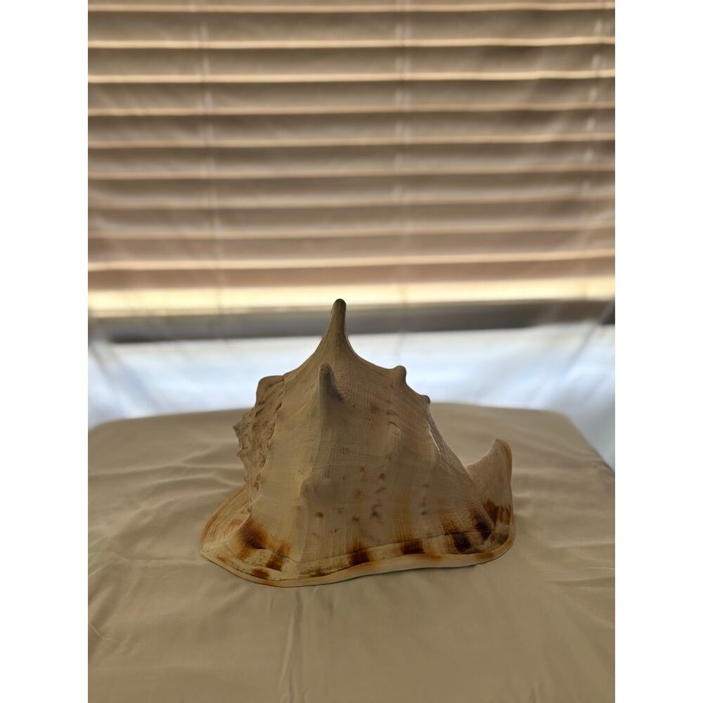 Large Natural Horned Helmet Conch Shell Cassis Cornuta Coastal Decor